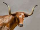 Longhorn Linen Art Print