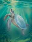 Coastal Beach Sea Turtle Art Print