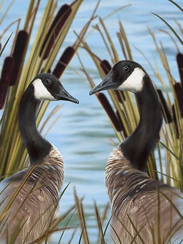 Canada Geese 1 Art Print