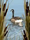 Canada Geese 2 Art Print
