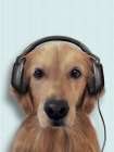 Music Dog Golden Retriever Art Print