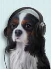 Music Dog King Charles Spaniel Art Print