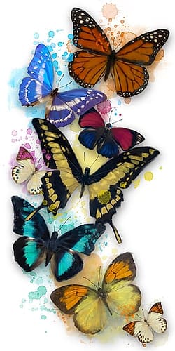 Butterflies Long White Animaux reproduction