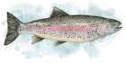 Fish Trout Art Print