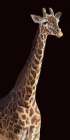 African Animal Giraffe Black Art Print