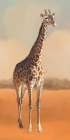 African Animal Giraffe Landscape Art Print