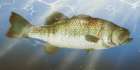 Lodge Fishing Bass Art Print