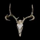 Deer Skull Black Art Print