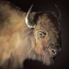 Western Buffalo Black Art Print