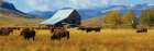 Buffalo On The Range Art Print