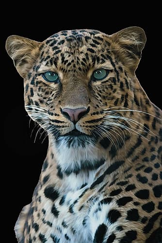 Out In The Wild 8 Animals Print