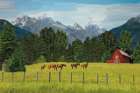 Out To Pasture Art Print