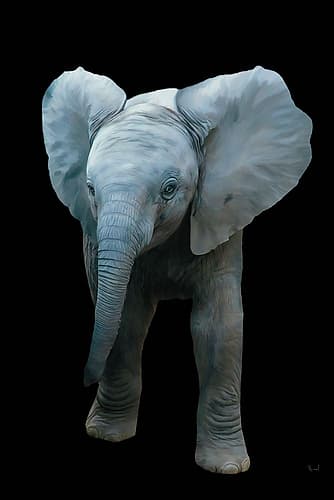 Baby Elephant Art Print