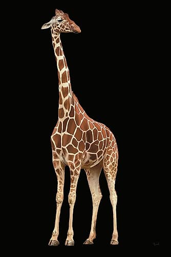 Standing Tall Animals Print