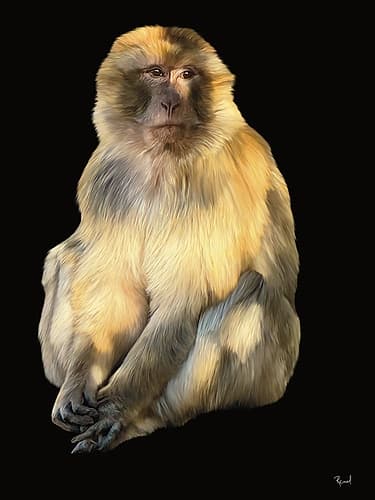 Barbary Macaque Art Print