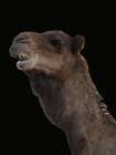 Moroccan Camel Art Print
