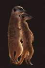 Meerkat Mates Art Print