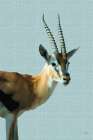 Graceful Gazelle Art Print