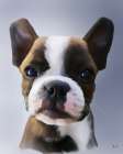 Boston Terrier Nala Art Print