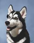 Husky Charlie Art Print