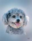 Poodle-Bella Art Print