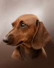 Dachshund Peyton Art Print