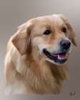 Golden Retriever Lassie Art Print
