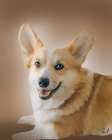 Pembroke Welsh Corgi Lucas Art Print