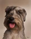 Miniature Schnauzer Marley Art Print