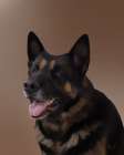 German Shepherd Sadie Art Print