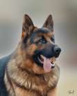 German Shepherd Kane Art Print
