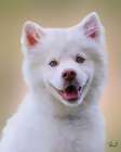 Samoyed Loki Art Print