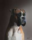 Boxer Kaiser Art Print