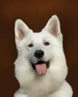 White Shepherd Bailey Art Print