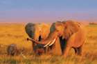 Elephant Family Art Print