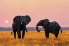 Elephant Pair At Sunset Art Print