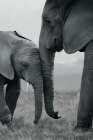 Elephants Enjoying Closeness Art Print