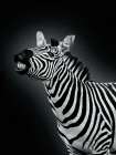 Cheeky Zebra Art Print