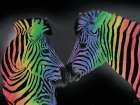 Pair Of Zebras In Rainbow Art Print
