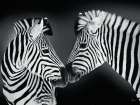 Pair Of Zebras Art Print