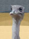 Ostrich Art Print