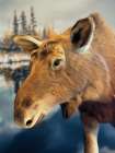 Moose Art Print