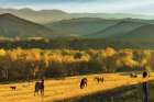 Grazing Horses Art Print