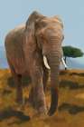 Leader Of The Herd Art Print