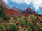 Cactus In The Mountains Art Print