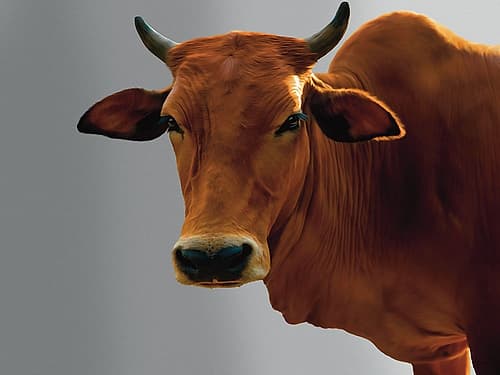 Ive Got My Eye On You Cow Animals Print