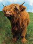 Mini Highland Cow Art Print