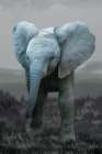 Baby Elephant Art Print