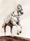 Ready To Ride Art Print