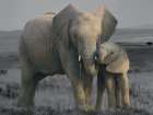 Elephant Mother And Child Muted Art Print